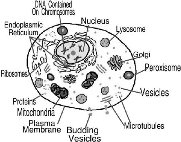 Figure 2.2: The structure of a eukaryotic cell