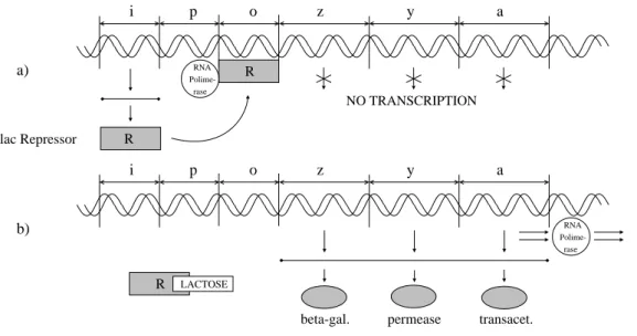 Figure 3.4: The regulation process in the Lac Operon.