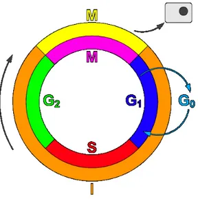 Figure 4.2: Cell Cycle