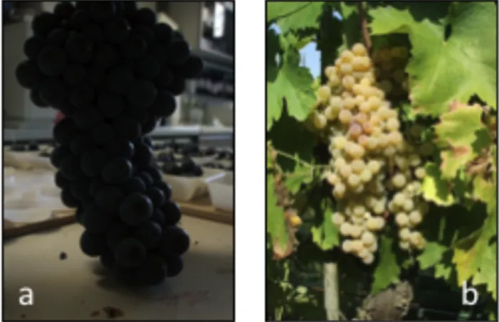 Figura 14: Grappolo di uva Sangiovese (a) e Trebbiano (b). 