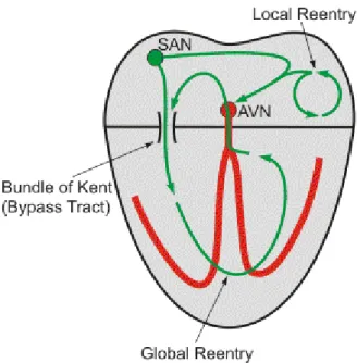 Fig. 7: Rientro globale (http://www.cvphysiology.com/Arrhythmias/A008c.htm) 