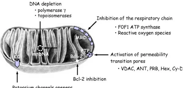 Figura 8.  Siti d'azione dei farmaci che agiscono sui mitocondri.