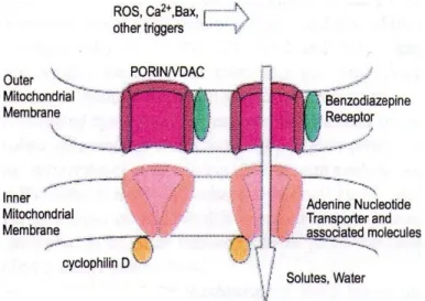 Figura 12.  Poro di transizione della permeabilità mitocondriale.