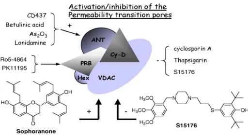 Figura 13.  Schema del poro di transizione mitocondriale (PTP) e farmaci che interagiscono con proteine