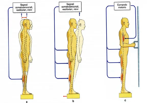 Fig. 1:  Aspetti del controllo posturale. a, Le oscillazioni spontanee  del corpo producono segnali di origine somatosensoriale, vestibolare e  visiva, i quali generano riflessi posturali per stabilizzare la posizione
