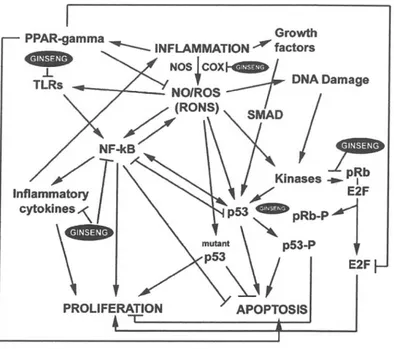 Figura 6-Effetti del Ginseng sui componenti chiave coinvolti nella sequenza infiammazione- infiammazione-cancro