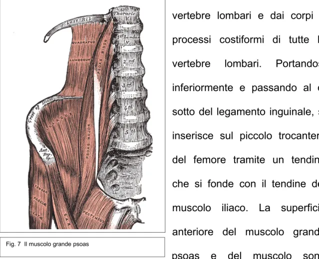 Fig. 7  Il muscolo grande psoas