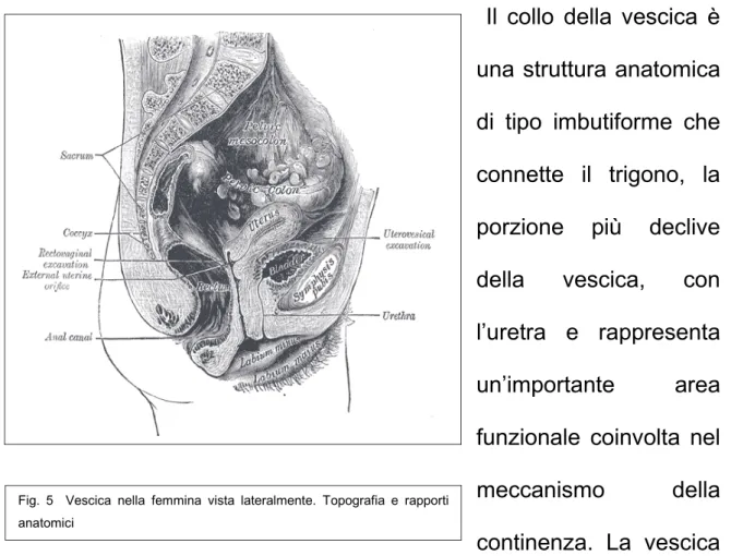 Fig. 5   Vescica nella femmina vista lateralmente. Topografia e rapporti  anatomici