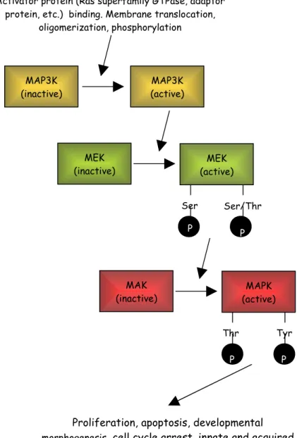 Figura  1.5:  il  modulo  di  attivazione  delle  MAPK.  Diversi  input  insistono  sulla  pathway  MAPK-chinasi-chinasi  (MAP3K)    MAPK-chinasi  (MEK)  MAPK