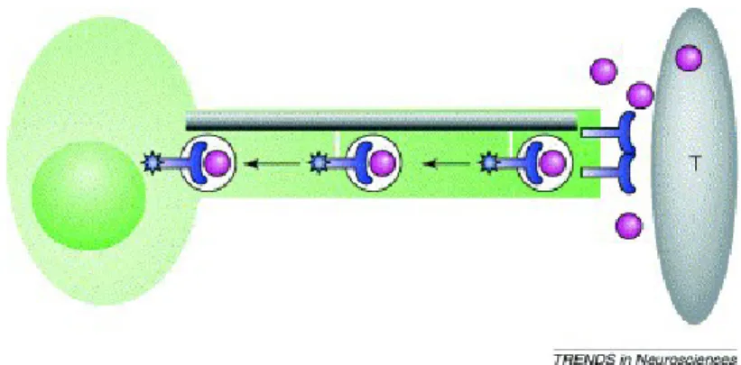 Figura 1.10:Le NTs (sfere viola) rilasciate dai tessuti target (T) legano e  attivano i recettori Trks (blu) al terminale nervoso