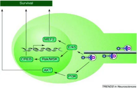 Figura 1.11: Segnale all’interno del corpo cellulare. I Trks trasportati all’interno degli endosomi  attivano almeno due vie di trasduzione del segnale, entrambi promuoventi la sopravvivenza cellulare