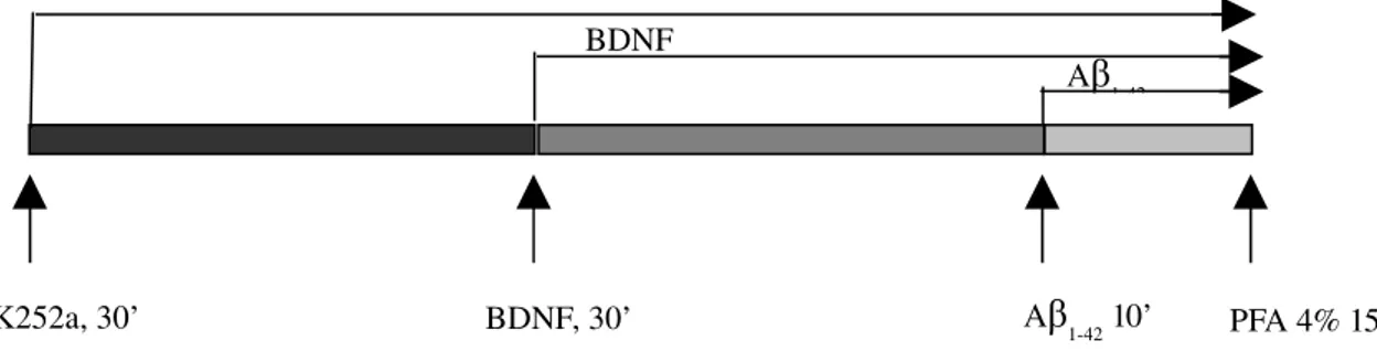 Fig. 2.1 - Paradigma sperimentale:  le colture cellulari sono state trattate per 10’ con Aβ 1-42   alla 