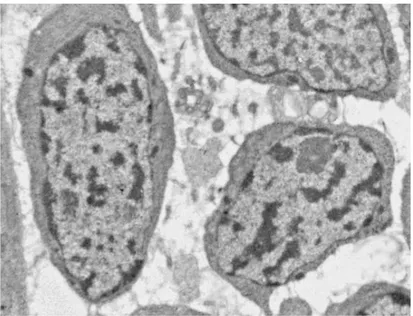 Fig 1.1: Immagine al microscopio elettronico a trasmissione (TEM) di neoblasti.  