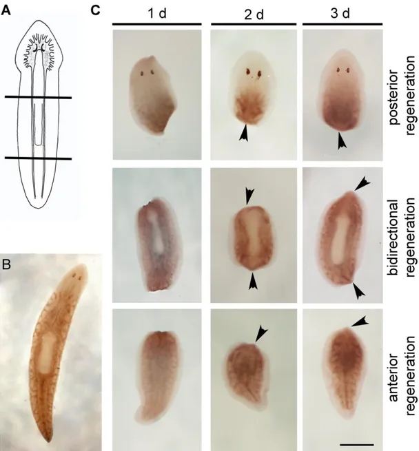 Fig.  2.14:  Analisi  dell’espressione  di  DjRbAp48  mediante  ibridazione  in  situ  whole mount in planarie di controllo