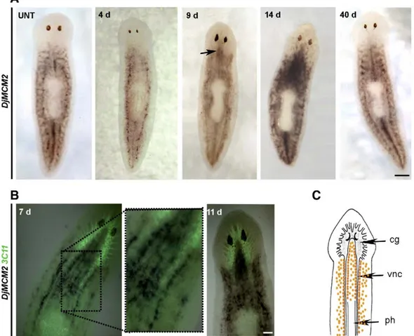 Fig. 2. Analysis of DjMCM2 expression in X-ray-treated (5 Gy) D. japonica by whole mount in situ hybridization