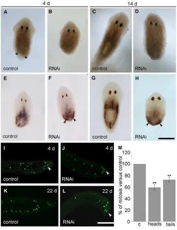 Fig. 1. Effect of DjRbAp48 RNAi during tissue regeneration.