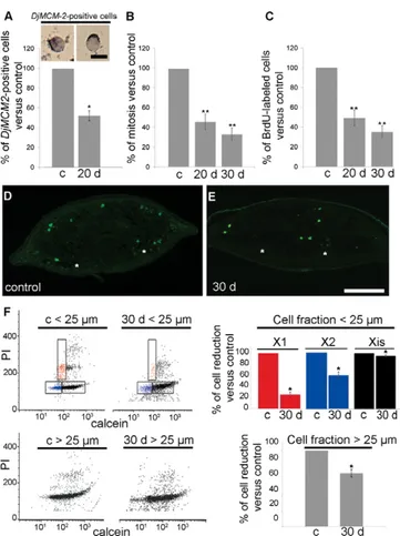 Fig. 4. Analysis of proliferating cells in intact DjRbAp48 RNAi planarians. (A)  Representative images of cells expressing the 2 marker