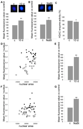 Fig. 7. Analysis of interphase neoblast nuclei in intact DjRbAp48 RNAi planarians. Representative images of interphase neoblast nuclei obtained (A) from control (c) and DjRbAp48 RNAi (10 d) animals 10 days after the first injection, and (B) from control (c