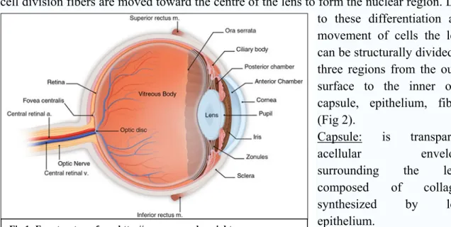 Fig 1: Eye structure, from http://www.eyesandeyesight.com