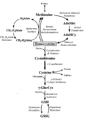 Fig 5: Transsulfuration pathway and its connection with pathways involving methionine and  glutathione 