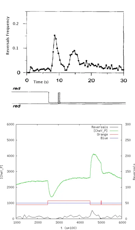 Figure 8.11: Top: In vivo response to an orange step-down followed by a short orange pulse, modified from [5]; bottom: the same stimulation in our model.