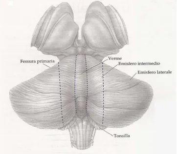 Fig. 4 Visione dorsale del cervelletto. Nella figura sono  indicati i confini tra il verme, le parti intermedie e le parti  laterali degli emisferi cerebellari