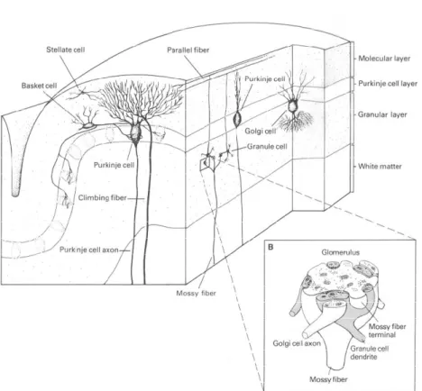 Fig. 6 Circuito e cellule della corteccia cerebellare.  Sezione verticale di un 