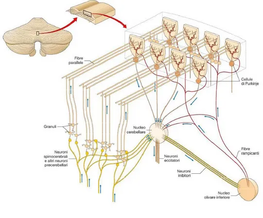 Fig. 7 Organizzazione tridimensionale della corteccia cerebellare. Le fibre muscoidi 