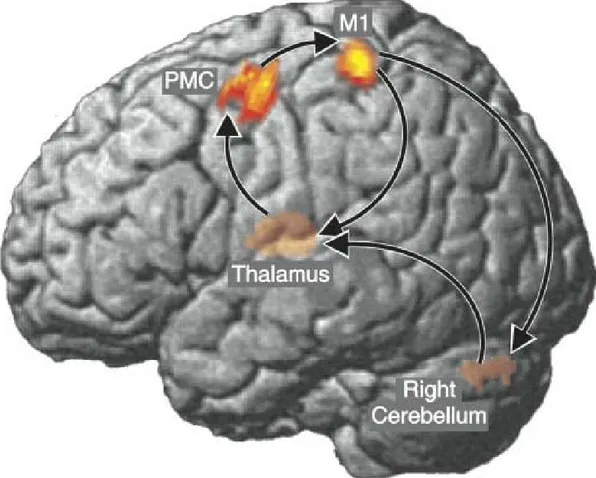Fig. 1 Mappa delle connessioni tra aree corticali durante attività neuronale oscillatoria a frequenze  comprese tra 6 Hz e 9 Hz