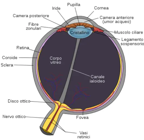 Fig.  1.3:  struttura  dell’occhio  di  mammifero.  Lo  schema  illustra  in  maniera 