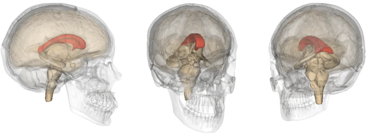 Fig.  1.1:  formazione  callosale  in  un  encefalo  umano.  Le  tre  ricostruzioni 