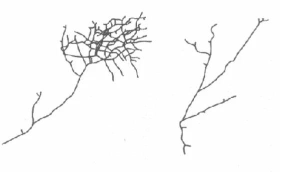 Fig.  1.6:  cambiamenti  nell’arborizzazione  delle  fibre  genicolo-corticali. 