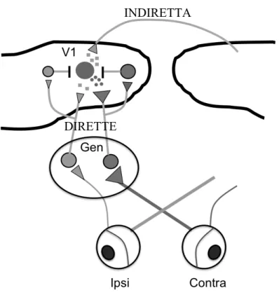 Fig.  5.1:  vie  afferenti  sul  neurone  piramidale  corticale.  È  mostrato  uno  schema 