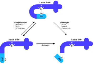 Figure 1.6.  Latency of MMPs is maintained by the interaction between the thiol of a conserved cysteine 