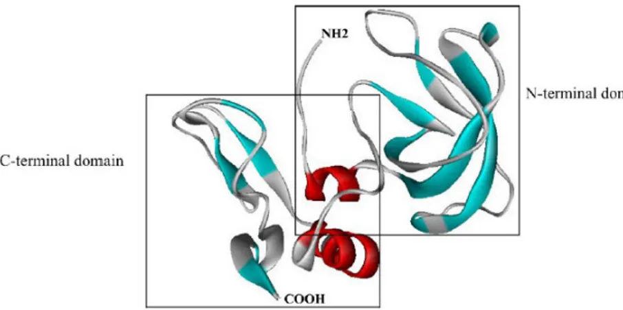 Figure 1.7.  Tridimensional Structure of TIMPs 12 . 