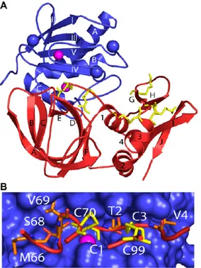 Figure 1.8. (A) Tridimensional diagrams of TIMP-1/MMP-3 complex. (B) TIMP-1 reactive residues 