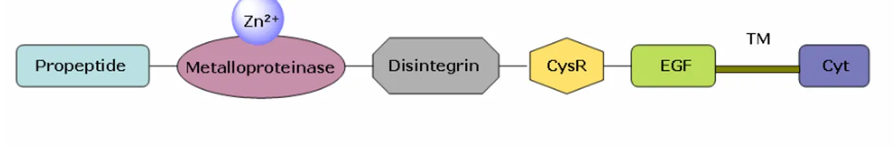 Figure 1.9.  ADAMs domain organization. 