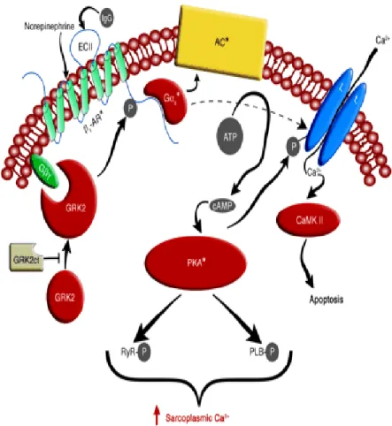 Fig.  1. Schema relativo al  meccanismo di trasduzione del  segnale da parte di recettori β-adrenergici  previo  legame  della  noradrenalina  (norepinefrina,  NA)