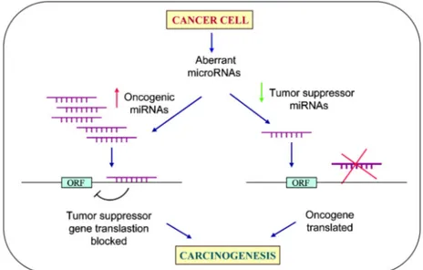Figura  1.4.2.  oncomiRNA  e  miRNA  tumor  suppressor  e  loro 
