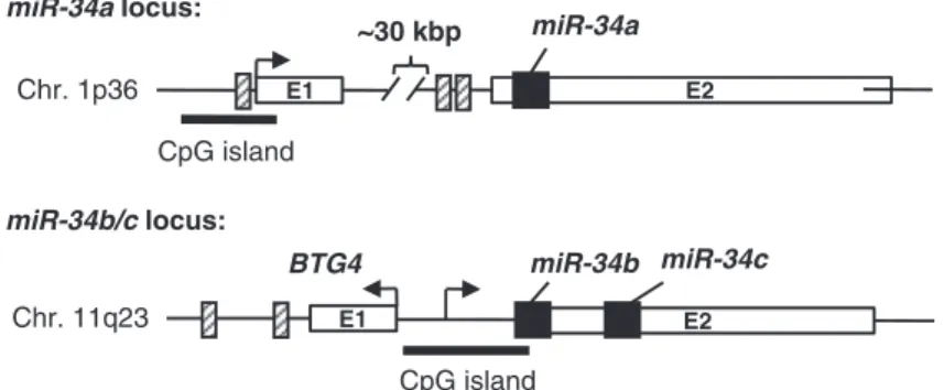 Figure 1 The miR-34 family as mediator of tumor suppression by p53. After the generation of double-strand breaks p53 is activated through ATM-kinases and transactivates target genes through consensus binding sites
