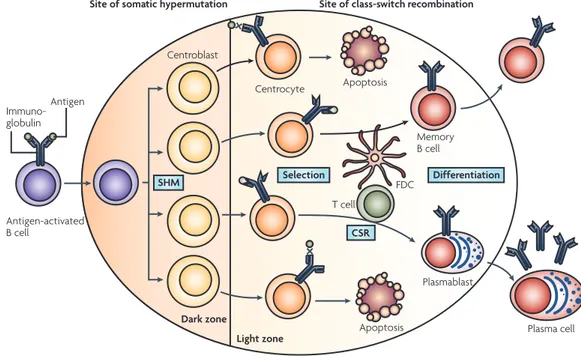 Figure 1 | The germinal centre microenvironment. Antigen-activated B cells differentiate into centroblasts that  undergo clonal expansion in the dark zone of the germinal centre