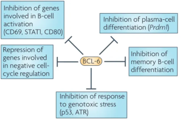 Figure 2 | Biological functions and regulating pathways: BCL-6 expression in the  germinal centre