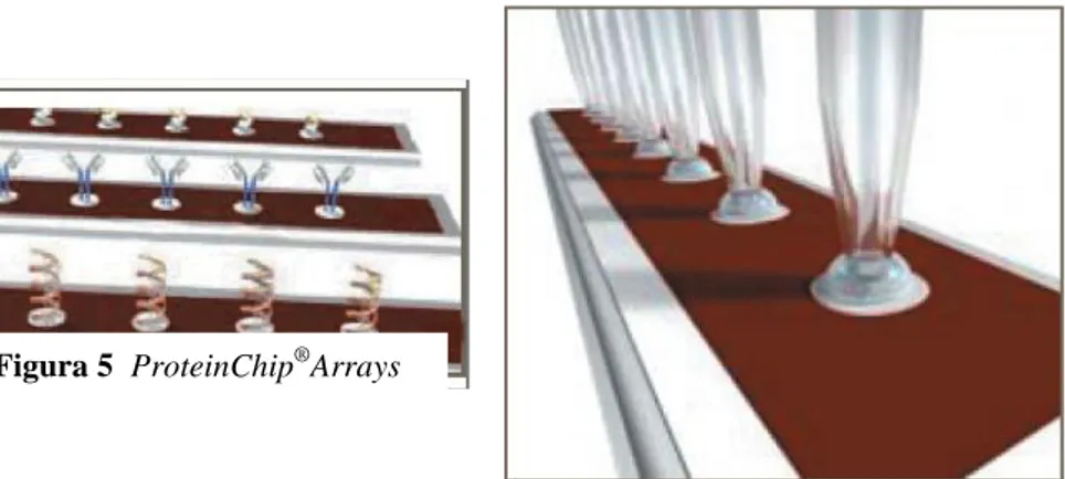 Figura 5  ProteinChip ® Arrays 