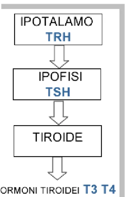 Figura 4  Gli ormoni tiroidei (T3 e T4) vengono secreti dalla tiroide in 