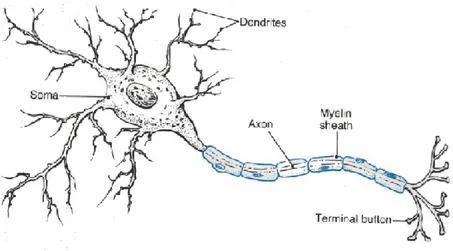 Figure 1: Representation of a neuron. Figure is reprinted from [ 25 ]