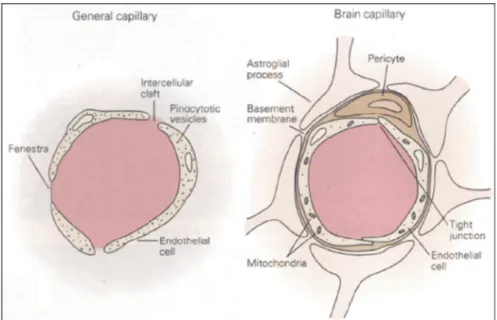 Fig. 4:  La barriera ematoencefalica. Un capillare cerebrale (sulla destra) messo a 