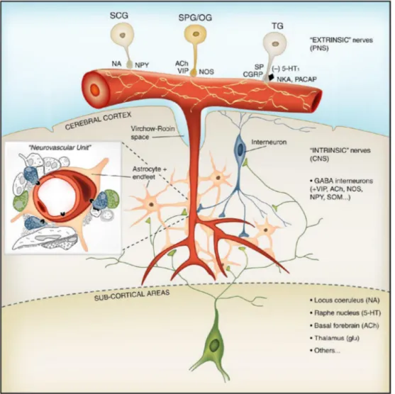 Fig.  5:  I tre sistemi di innervazione dei vasi cerebrali. Il sistema estrinseco rappresentato 