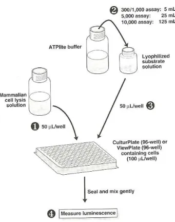 Fig  5.2:  Metodo  schematico  di  esecuzione  del  saggio,  con  il  kit  ATPlite:  Luminescence  ATP  Detection Assay System; PerkinElmer
