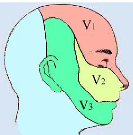 FIG. 1:  I tre rami del trigemino innervano aree diverse della cute della   faccia: aree innervate dal nervo oftalmico (V1), mascellare (V2) e  mandibolare (V3) ( Modificata da: Principi di Neuroscienze,  Kandel E