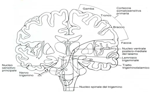 FIG. 2: Principali vie centrali della componente afferente del sistema  trigeminale. (Modificata da: Principi di Neuroscienze, Kandel E